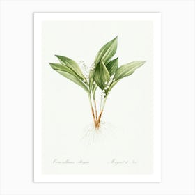 Lily Of The Valley Illustration From Les Liliacées (1805), Pierre Joseph Redoute Art Print