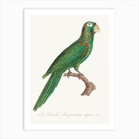 The Red Spectacled Amazon From Natural History Of Parrots, Francois Levaillant Art Print