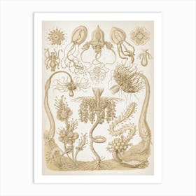 Vintage Haeckel 6 Tafel 6 Röhrenpolypen Art Print