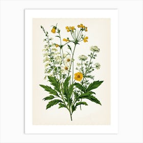 Vintage Botanical Galleria Style Wildflower Painting 18 Art Print