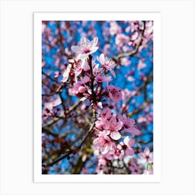 Cherry Blossoms II 20220228 66ppub Art Print