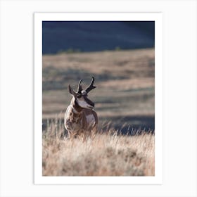 Pronghorn In Tall Grass Art Print