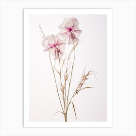 Pressed Wildflower Botanical Art Fireweed Chamerion 1 Art Print