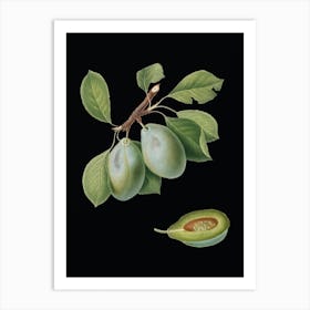 Vintage Plum Botanical Illustration on Solid Black n.0965 Art Print