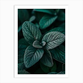 Dark Green Leaves Art Print