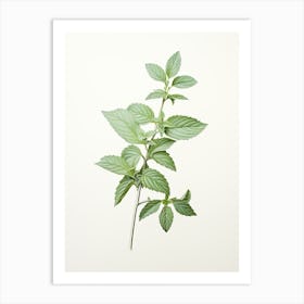 Mint Vintage Botanical Herbs 1 Art Print