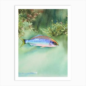 Dottyback Storybook Watercolour Art Print