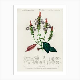 Strobilanthes Sabiniana, Charles Dessalines D' Orbigny Art Print