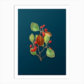 Vintage Plum Leaved Thorn Flower Botanical Art on Teal Blue n.0054 Art Print