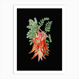 Vintage Crimson Glory Pea Flower Botanical Illustration on Solid Black n.0306 Art Print