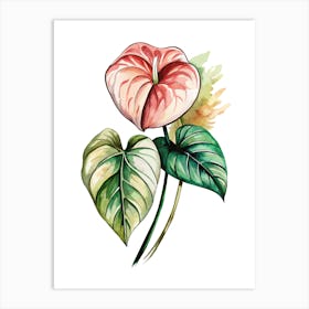 Anthurium Flower 1 Art Print