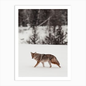 Furry Coyote Art Print