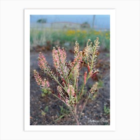 Pink Flowering Plant - Photography Art Print