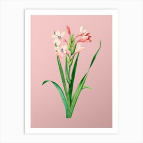 Vintage Gladiolus Saccatus Botanical on Soft Pink n.0514 Art Print