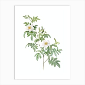Vintage Musk Rose Botanical Illustration on Pure White n.0248 Art Print