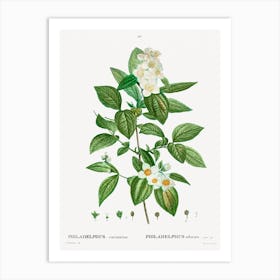 Philadelphus Coronarius, Pierre Joseph Redoute Art Print