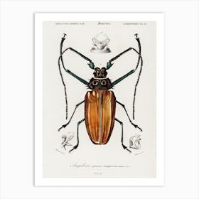 Enoplocerus Armillatus, Charles Dessalines D' Orbigny Art Print