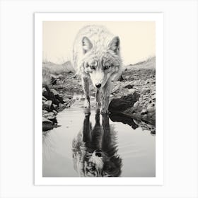 Arctic Fox Reflection Pencil Drawing 2 Art Print