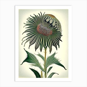 Coneflower Wildflower Vintage Botanical 1 Art Print