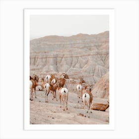 Desert Sheep Scenery Art Print