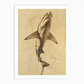 Dogfish Shark Vintage Illustration 8 Art Print