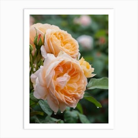English Roses Painting Rose With Water Droplets 3 Art Print