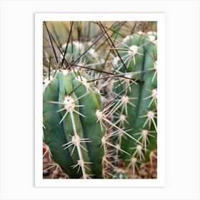 Boho mexico cactus - summer desert - botanical travel photography by Christa Stroo Photography Art Print