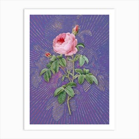 Vintage Provence Rose Bloom Botanical Illustration on Veri Peri n.0628 Art Print