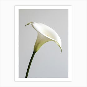 White Calla Lily 5 Art Print