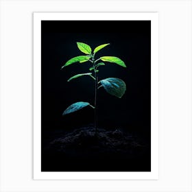 Young Plant In The Dark 9 Art Print