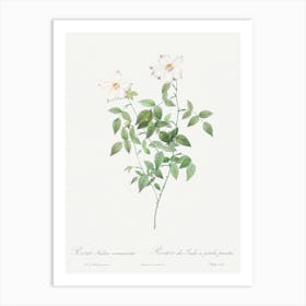 Rosa Indica Acuminata, Pierre Joseph Redoute Art Print