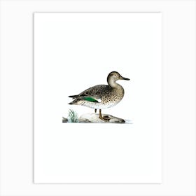 Vintage Eurasian Teal Duck Bird Illustration on Pure White Art Print