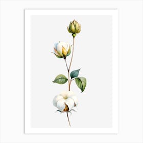 Cotton Flower 7 Poster