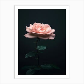 Pink Rose On Black Background 38 Poster