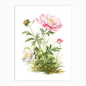 Peony Wildflower In Grassland (1) Art Print