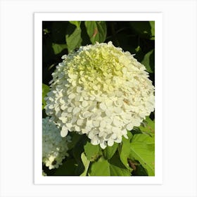 White Hydrangea Art Print