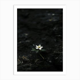 Flower On A Rock 3 Art Print