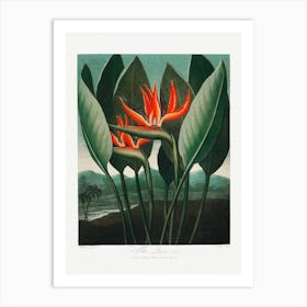 Vintage Botanical Temple Of Flora _2476844 Art Print