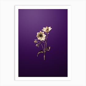 Gold Botanical Dwarf Dahlia on Royal Purple Art Print