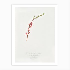 Peach Blossom (Prunus Persica) From Pomona Italiana (1817 1839), Giorgio Gallesio Art Print