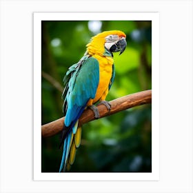 Rainbow Majesty: Macaw Bird Art Art Print