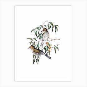 Vintage New South Wales Oriole Bird Illustration on Pure White n.0254 Art Print