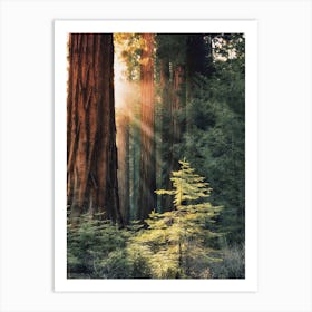 Redwood Forest Scenery Art Print