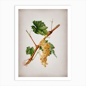 Vintage Vermentino Grapes Botanical on Parchment n.0849 Art Print