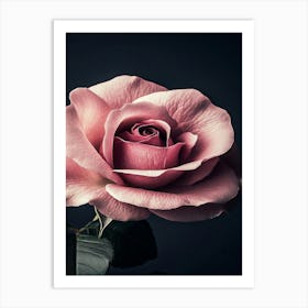 Pink Rose 47 Art Print