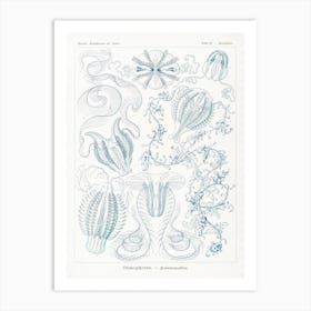 Vintage Jellyfish Diagram; Ernst Haeckel Art Print