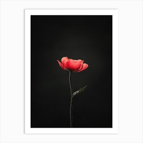 Single Red Poppy 4 Art Print