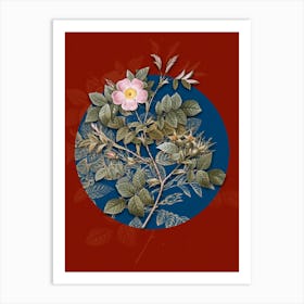 Vintage Botanical Malmedy Rose on Circle Blue on Red n.0096 Art Print