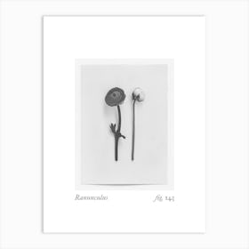 Ranunculus Botanical Collage 1 Art Print