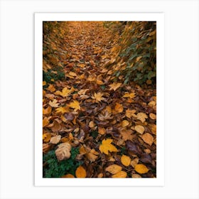 Autumn Leaves In The Forest Photo Art Print